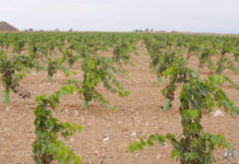 ASAJA CLM urge la ampliación del plazo para plantar viñedo en zonas de sequía