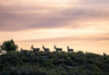 La autenticidad de la carne de caza en el Salón Gourmets
