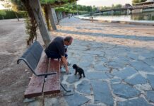 Los Colegios de Veterinarios advierten del bajo porcentaje de vacunación de perros y gatos y en Castilla-La Mancha