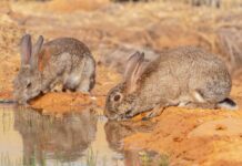 Castilla-La Mancha declara la emergencia cinegética temporal por sobrepoblación de conejos en 308 municipios