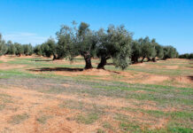 Sí a la Tierra Viva reclama al Ejecutivo de Castilla-La Mancha la misma firmeza, valentía y contundencia del Gobierno de Canarias contra la minería de tierras raras y el proyecto de Quantum en Ciudad Real