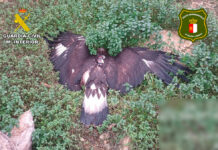 La Guardia Civil de Albacete, en colaboración con Agentes Medioambientales, detiene a una persona por la muerte de un águila real que fue envenenada