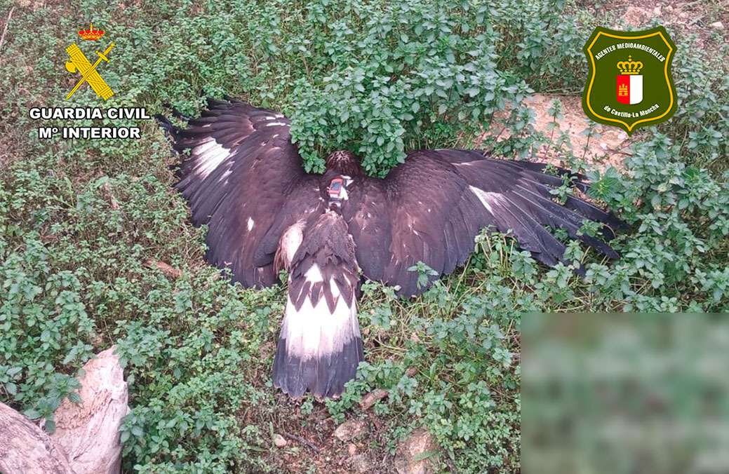La Guardia Civil de Albacete, en colaboración con Agentes Medioambientales, detiene a una persona por la muerte de un águila real que fue envenenada
