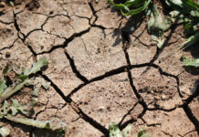 Castilla-La Mancha aprobará, con fondos propios, ayudas a la sequía para municipios afectados de la provincia de Albacete