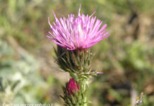 Un paseo por la Flores y Frutos de la Comarca de Tomelloso