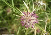 Un paseo por la Flores y Frutos de la Comarca de Tomelloso (II)