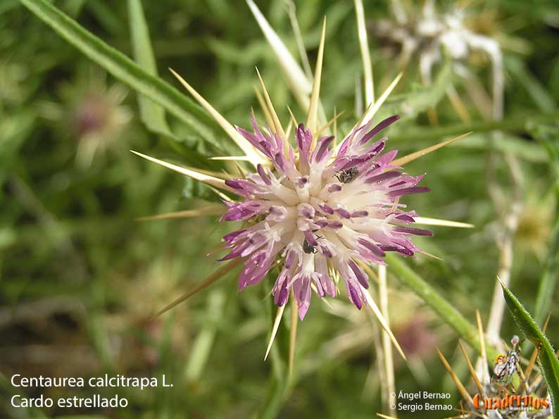 Centaurea calcitrapa L. Cardo estrellado