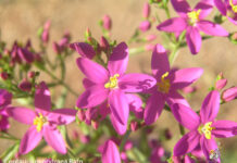 Un paseo por la Flores y Frutos de la Comarca de Tomelloso (III)