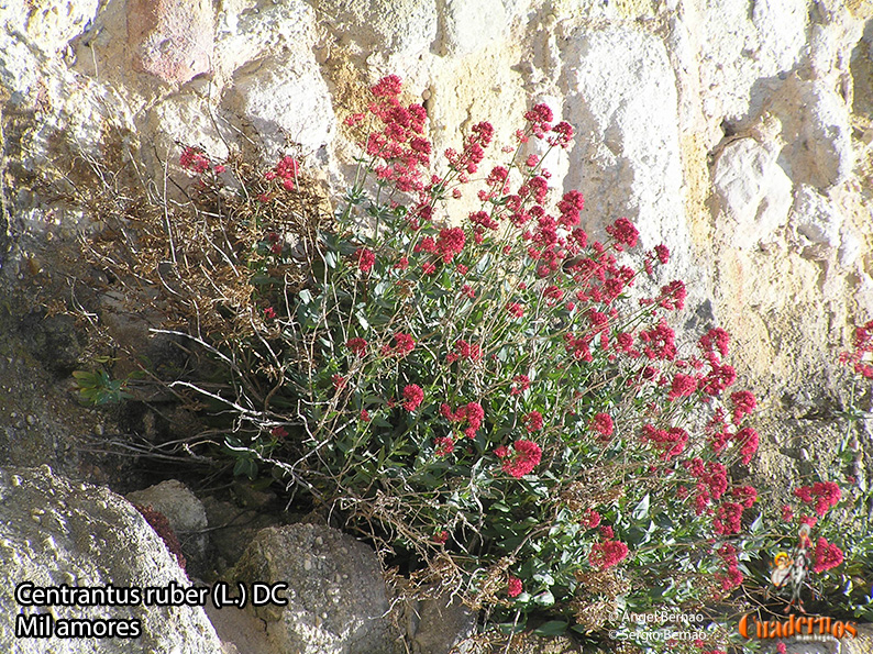 centrantus ruber 1