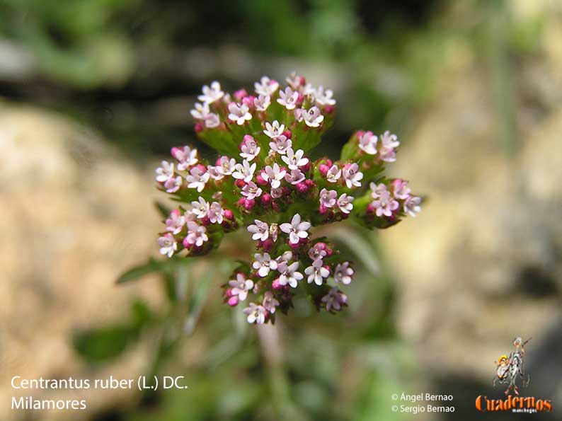 Centrantus ruber (L.) DC.  Milamores