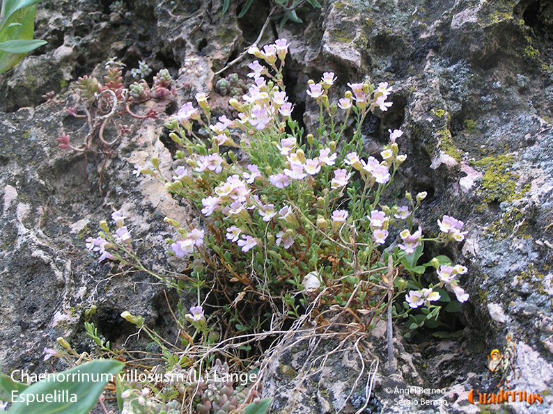 Chaenorrinum villosusm (L.) Lange Espuelilla