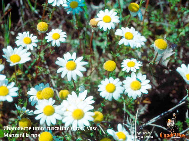 Chamaemelumm fuscatum (Brot.) Vasc.
Manzanilla fina
