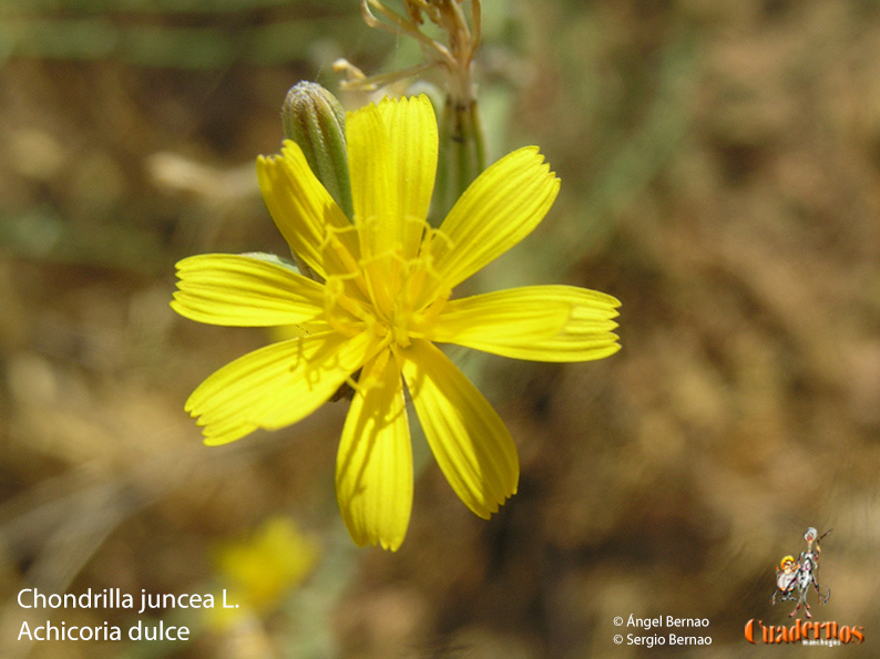 Chondrilla juncea L.
Achicoria dulce
