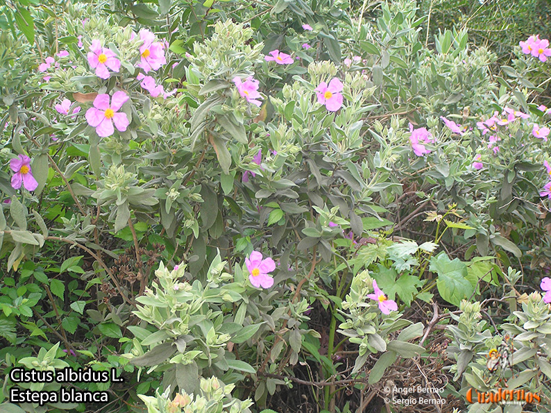 cistus albidus