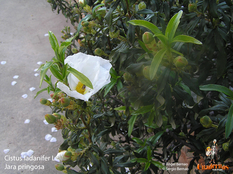 cistus ladanifer