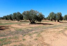 Ciudad Real gana el primer asalto contra las tierras raras: «El plan especulativo de Quantum Minería se queda fuera de la lista de proyectos estratégicos de la UE»
