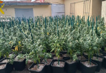La Guardia Civil desarticula un grupo criminal dedicado al cultivo de marihuana in-door en Madrid, Segovia y El Casar