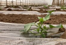 El Secreto de Mi Tierra inicia la plantación de más de 100 hectáreas de melones piel de sapo
