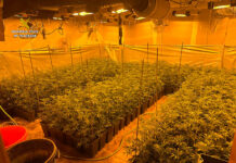 La Guardia Civil descubre una plantación de marihuana al acudir a un domicilio en El Casar para comprobar una señal de alarma