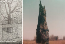 Humanos, árboles, vegetación… (III)