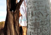 Humanos, árboles, vegetación… (II)