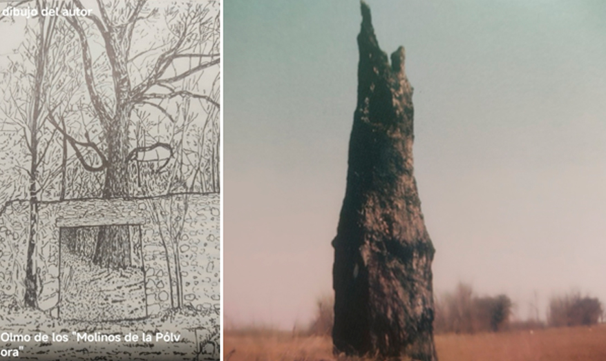 Humanos, árboles, vegetación… (III)