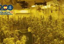 La Policía Nacional desmantela una red de cultivos indoor de marihuana en la provincia de Toledo