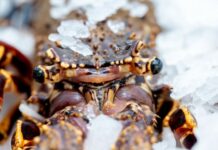 Noruega desembarca en el Salón Gourmets