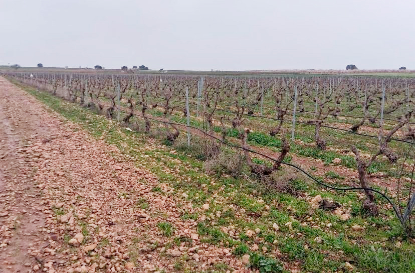 ASAJA Ciudad Real insta a aprovechar los años lluviosos para almacenar agua en el Alto Guadiana