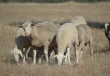 ASAJA CLM exige soluciones ante el problema de la leche de ovino y caprino