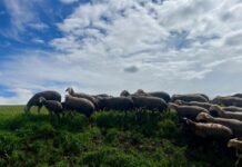 ASAJA CLM consigue una compensación para los ganaderos afectados por el serotipo 3 de la lengua azul
