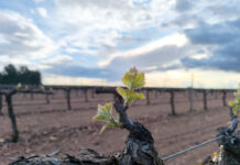 La primavera y el viñedo: aparición de preciosos brotes