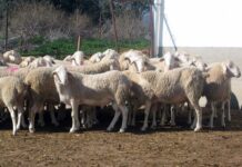 Castilla-La Mancha lanza una ayuda excepcional de 4,6 millones de euros para explotaciones ganaderas afectadas por el serotipo 3 de lengua azul