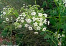 Un paseo por las Flores y Frutos de la Comarca de Tomelloso (IV)