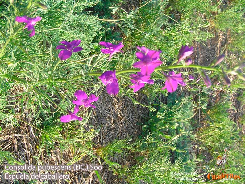 consolida pubescens dc