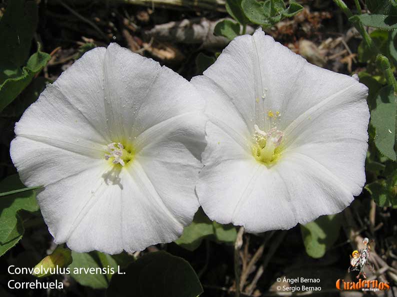 convolvulus arvensis l