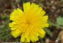 Un paseo por las Flores y Frutos de la Comarca de Tomelloso (V)