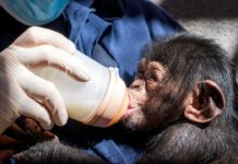 El chimpancé nacido en BIOPARC Valencia se llamará Ekon, que significa “fuerza”