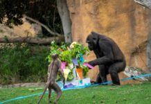 La familia de gorilas de BIOPARC Valencia celebra el 6º cumpleaños de Félix con una “fiesta animal”