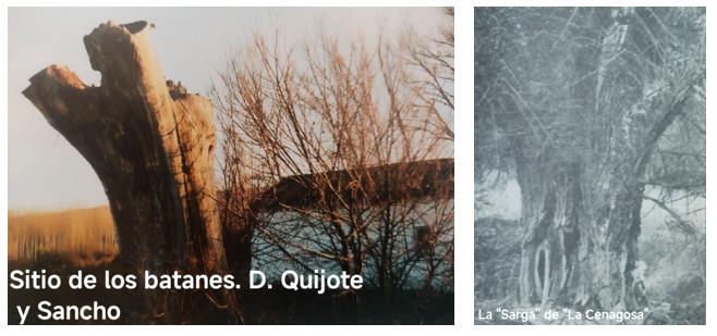 Humanos, árboles, vegetación… (IV)