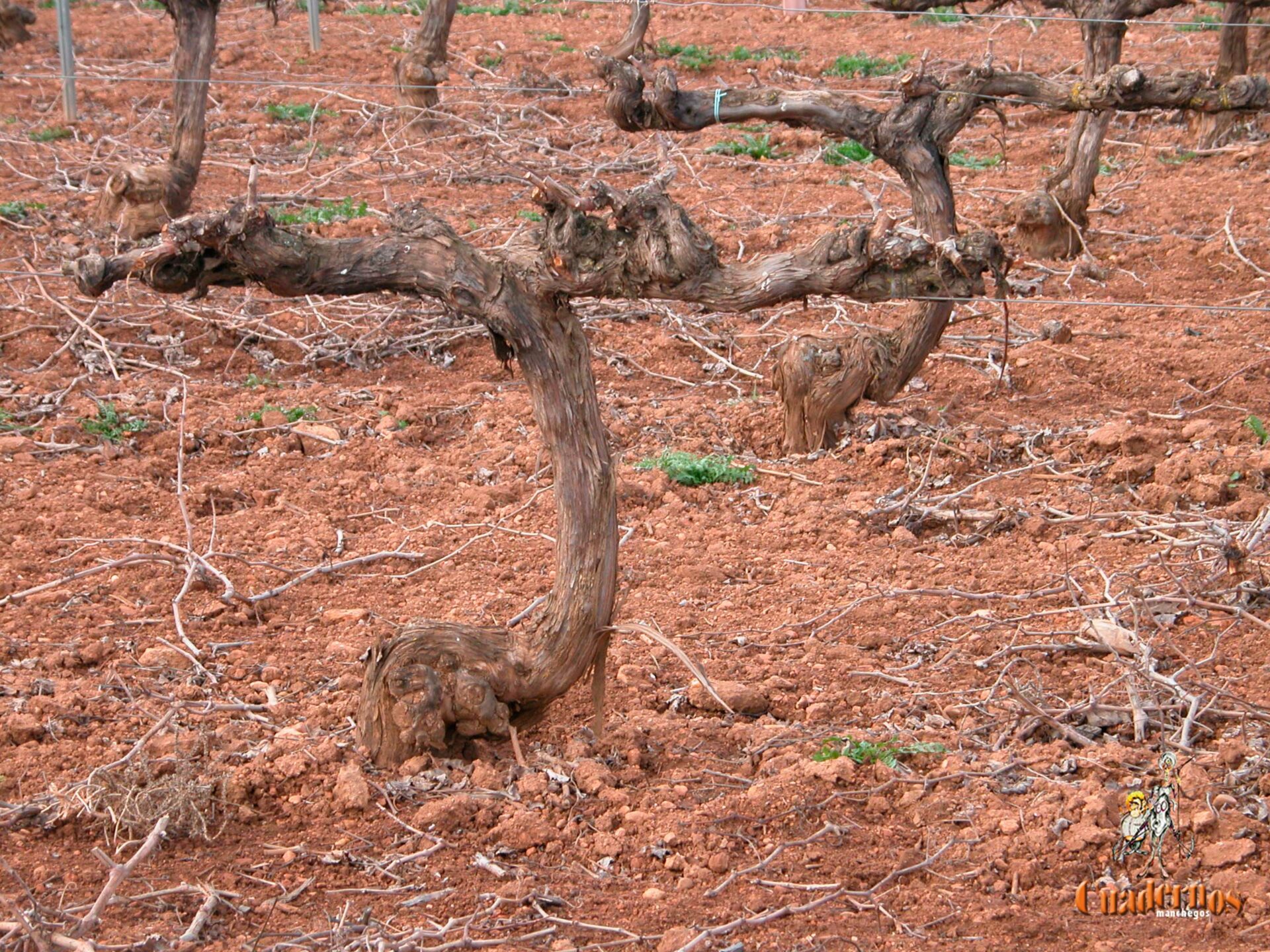 Nuestras cepas comienzan a movilizarse