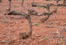 Nuestras cepas comienzan a movilizarse