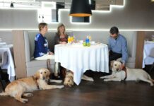 El perro guía de la ONCE en Ciudad Real reclama su derecho de acceso a establecimientos de restauración