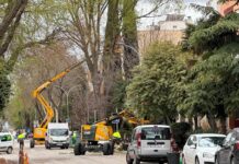 El PSOE tacha de «negligente» la actuación del equipo de gobierno en el Paseo de San Isidro