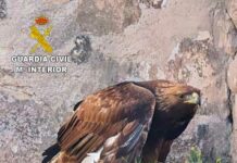 SEPRONA rescata a un águila real herida