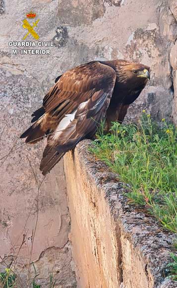 SEPRONA rescata a un águila real herida