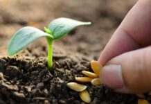 El mayor abanico de semillas hortícolas estará disponible en Infoagro Exhibition