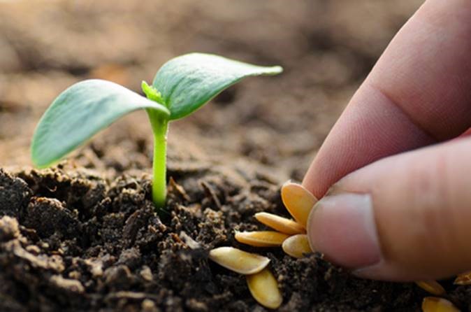 El mayor abanico de semillas hortícolas estará disponible en Infoagro Exhibition 