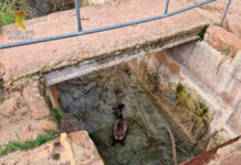 SEPRONA rescata a un corzo en el Parque Natural Lagunas de Ruidera