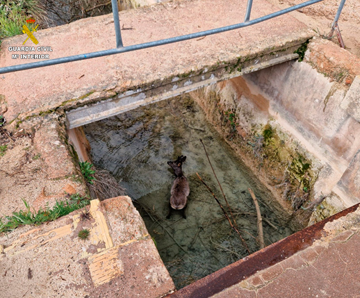 SEPRONA rescata a un corzo en el Parque Natural Lagunas de Ruidera